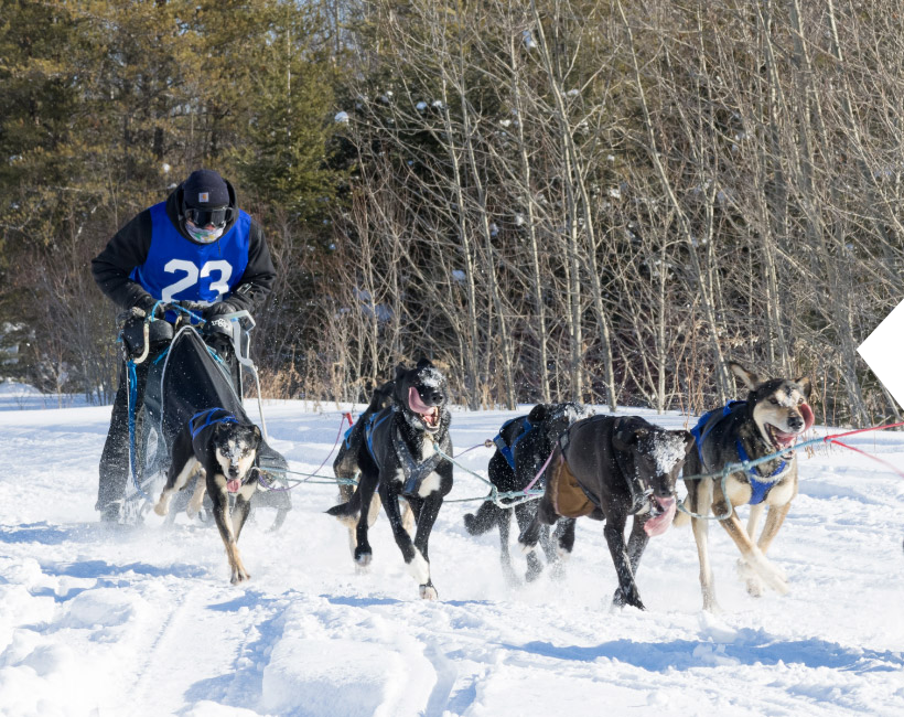 A person driving a sled pulled by dogs